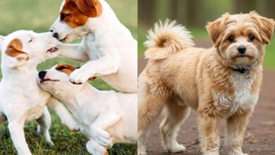 kleine hunde