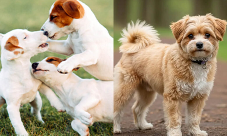 kleine hunde